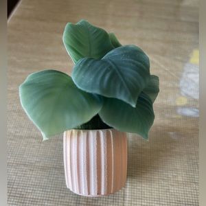 Two Wallflower plugs, terracotta pot with plant and white bunny.